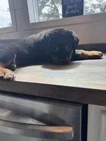 Brown, a male Rottweiler for sale in Town Creek, AL – Photo 4 of 9