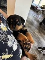 Orange, a female Rottweiler for sale in Town Creek, AL – 5 of 7