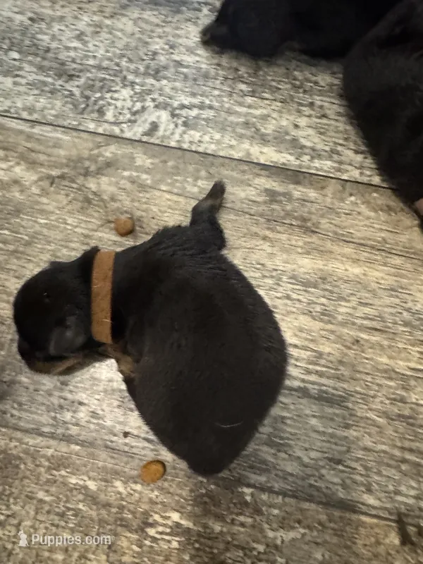Brown – Rottweiler puppy for sale in Town Creek, AL
