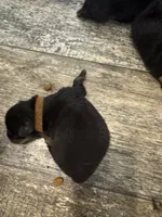 Brown, a male Rottweiler for sale in Town Creek, AL – 1 of 1