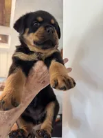 Yellow, a female Rottweiler for sale in Town Creek, AL – 8 of 9