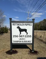Purple, a male Rottweiler for sale in Town Creek, AL – Photo 9 of 9