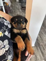 Yellow, a female Rottweiler for sale in Town Creek, AL – 6 of 9