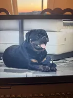 Blue, a male Rottweiler for sale in Town Creek, AL – Photo 8 of 9