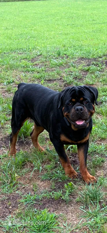 Black – Rottweiler puppy for sale in Town Creek, AL