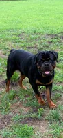 Black, a  Rottweiler for sale in Town Creek, AL – 1 of 6