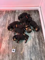 Yellow, a female Rottweiler for sale in Town Creek, AL – Photo 4 of 9