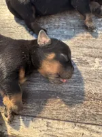 Yellow, a female Rottweiler for sale in Town Creek, AL – Photo 5 of 9