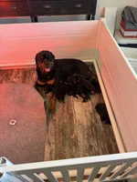 Brown, a male Rottweiler for sale in Town Creek, AL – Photo 6 of 9
