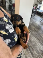 Orange, a female Rottweiler for sale in Town Creek, AL – 6 of 7