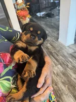 Yellow, a female Rottweiler for sale in Town Creek, AL – 2 of 9