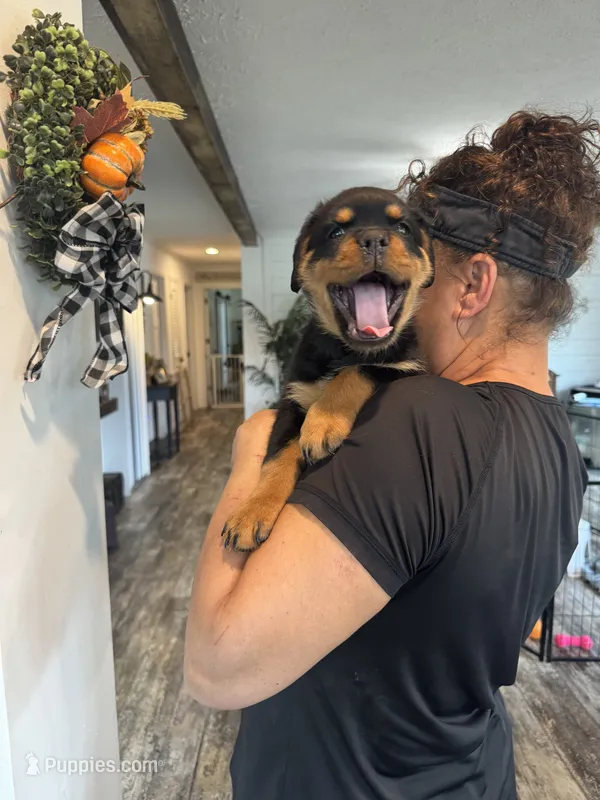 Orange – Rottweiler puppy for sale in Town Creek, AL