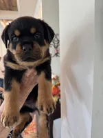 Yellow, a female Rottweiler for sale in Town Creek, AL – 9 of 9