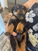 Purple, a female Rottweiler for sale in Town Creek, AL – 9 of 10