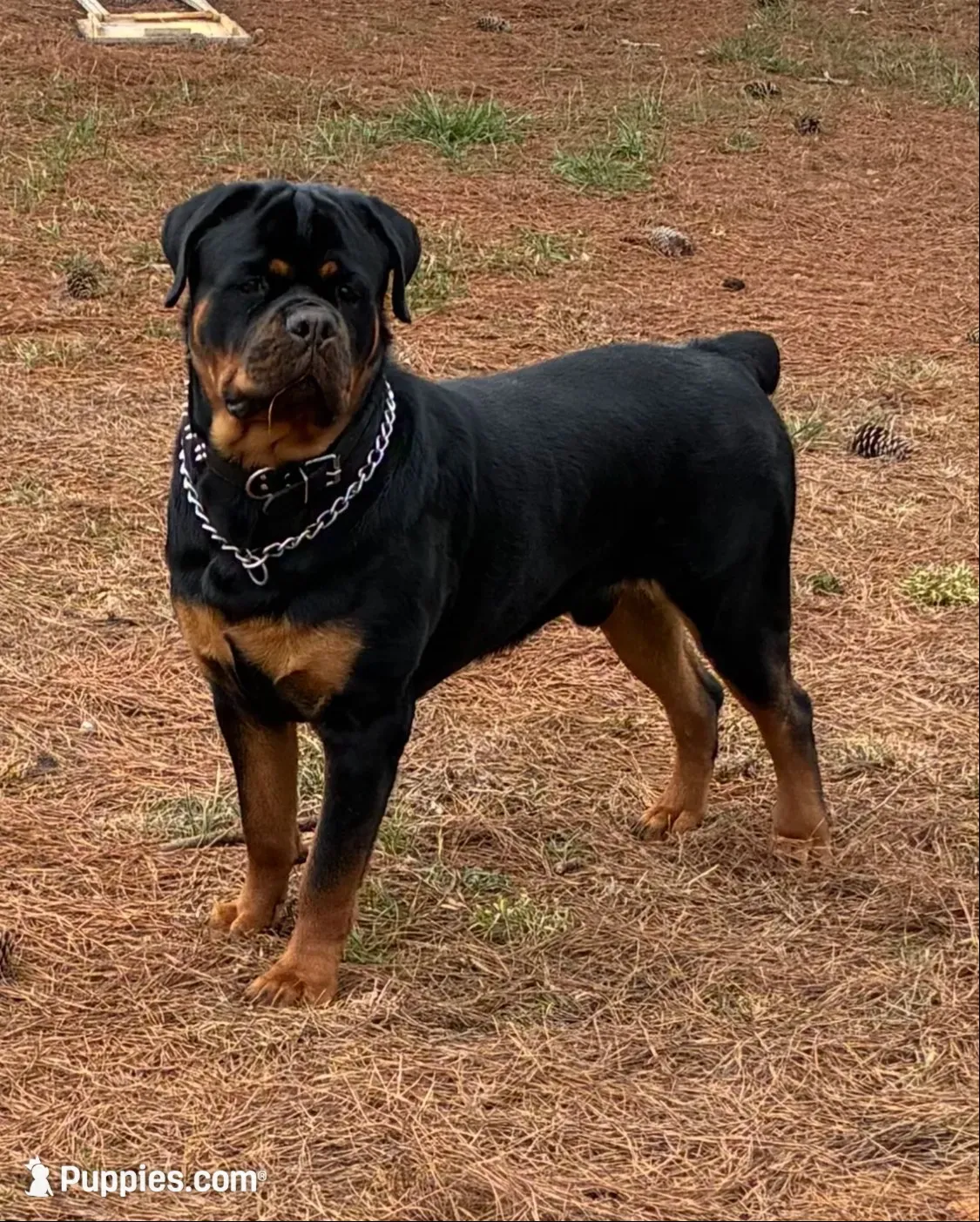 Red, a male Rottweiler for sale in Town Creek, AL – 2 of 4