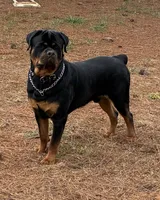 Black, a  Rottweiler for sale in Town Creek, AL – 2 of 6