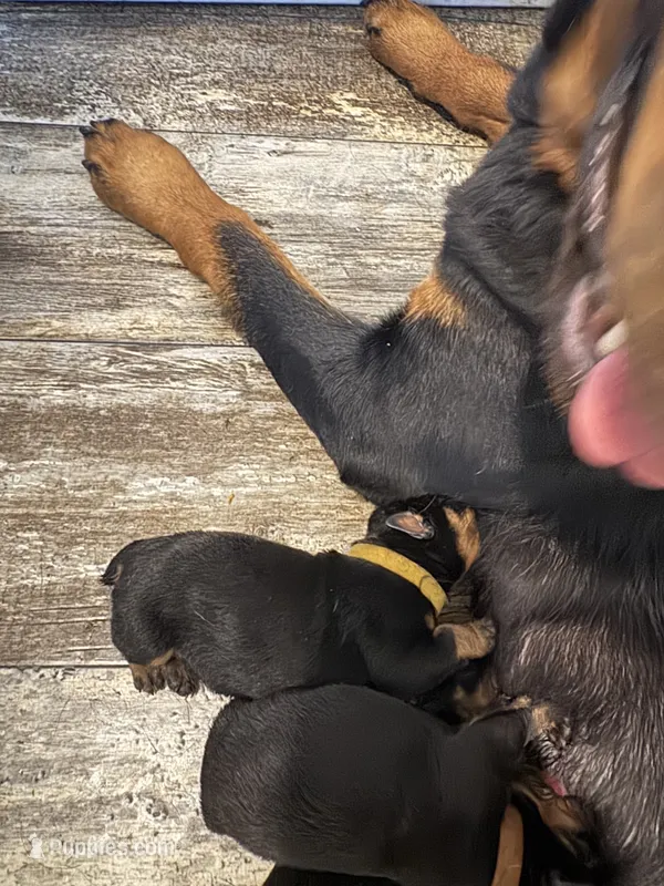 Yellow – Rottweiler puppy for sale in Town Creek, AL
