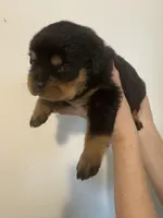 processed/3e996ce3-ff68-4df9-bfb5-52acfc147323/listing/88e70354-8511-4ac2-9f14-aca10b288c2f/4776d625-e5b6-4f48-add3-7a30f2ad07fe