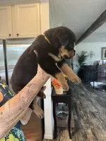 Yellow, a female Rottweiler for sale in Town Creek, AL – 4 of 9