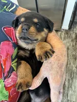 Purple, a female Rottweiler for sale in Town Creek, AL – 1 of 10