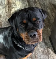 Black, a  Rottweiler for sale in Town Creek, AL – 4 of 6