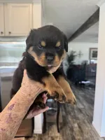 Orange, a female Rottweiler for sale in Town Creek, AL – 2 of 7