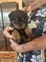 Purple, a female Rottweiler for sale in Town Creek, AL – 7 of 10