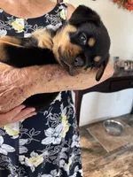 Yellow, a female Rottweiler for sale in Town Creek, AL – 7 of 9