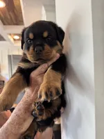 Orange, a female Rottweiler for sale in Town Creek, AL – 4 of 7