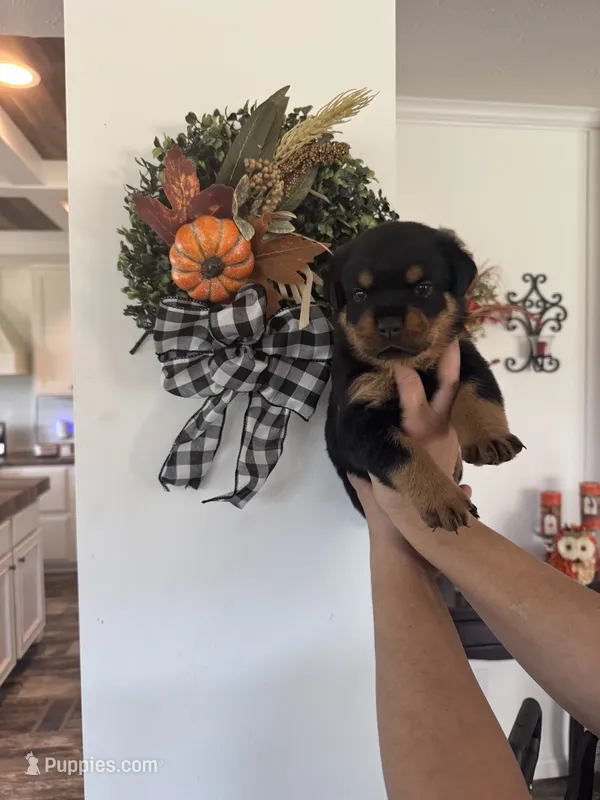 Yellow – Rottweiler puppy for sale in Town Creek, AL