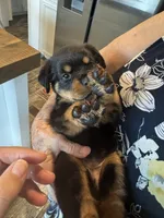 Purple, a female Rottweiler for sale in Town Creek, AL – 10 of 10