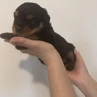 Pink, a female Rottweiler for sale in Town Creek, AL – Photo 6 of 10