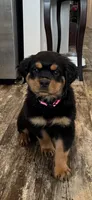 Pink, a female Rottweiler for sale in Town Creek, AL – Photo 4 of 10