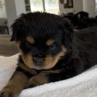 Pink, a female Rottweiler for sale in Town Creek, AL – Photo 9 of 10