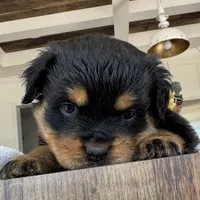 Pink, a female Rottweiler for sale in Town Creek, AL – Photo 7 of 10