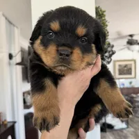 Pink, a female Rottweiler for sale in Town Creek, AL – Photo 10 of 10