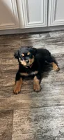 Pink, a female Rottweiler for sale in Town Creek, AL – Photo 2 of 10
