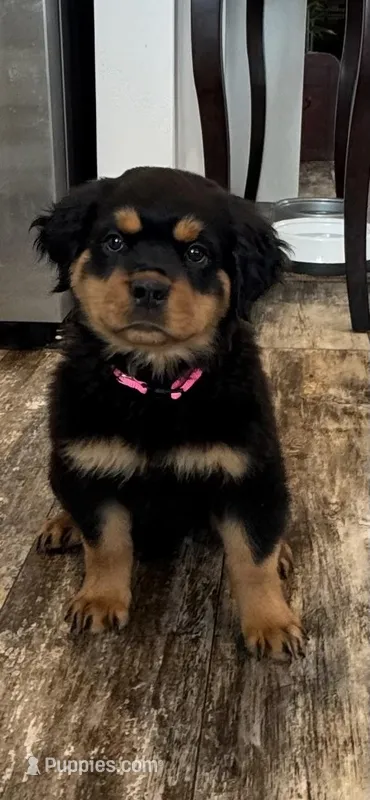 Pink – Rottweiler puppy for sale in Town Creek, AL