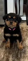 Pink, a female Rottweiler for sale in Town Creek, AL – Photo 1 of 10