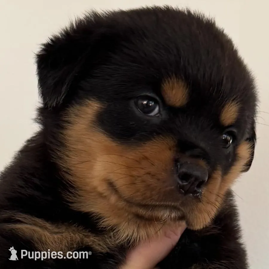 Pink, a female Rottweiler for sale in Town Creek, AL – Photo 8 of 10