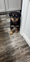 Pink, a female Rottweiler for sale in Town Creek, AL – Photo 3 of 10