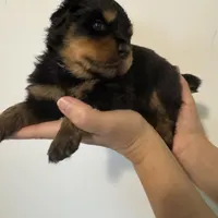 Pink, a female Rottweiler for sale in Town Creek, AL – Photo 5 of 10