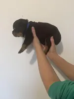 processed/3e996ce3-ff68-4df9-bfb5-52acfc147323/listing/b78f911b-e1c0-4f04-9ce1-38fbf600994b/090dc4b8-3e4d-4036-9f72-8b5177b556d8