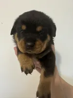 processed/3e996ce3-ff68-4df9-bfb5-52acfc147323/listing/b78f911b-e1c0-4f04-9ce1-38fbf600994b/71a258ba-addb-44e1-9cd2-1083e0db9bf0