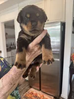 Purple, a female Rottweiler for sale in Town Creek, AL – 3 of 10