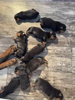 Orange, a male Rottweiler for sale in Town Creek, AL – Photo 1 of 9