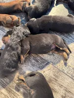 Orange, a male Rottweiler for sale in Town Creek, AL – Photo 3 of 9