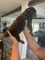 Purple, a female Rottweiler for sale in Town Creek, AL – 6 of 10