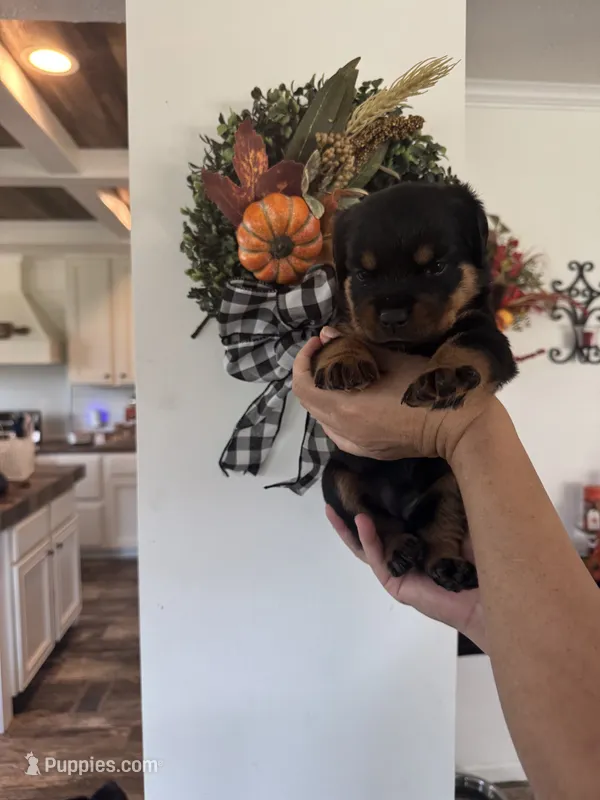 Light Green – Rottweiler puppy for sale in Town Creek, AL