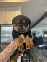 Yellow, a female Rottweiler for sale in Town Creek, AL – 3 of 9